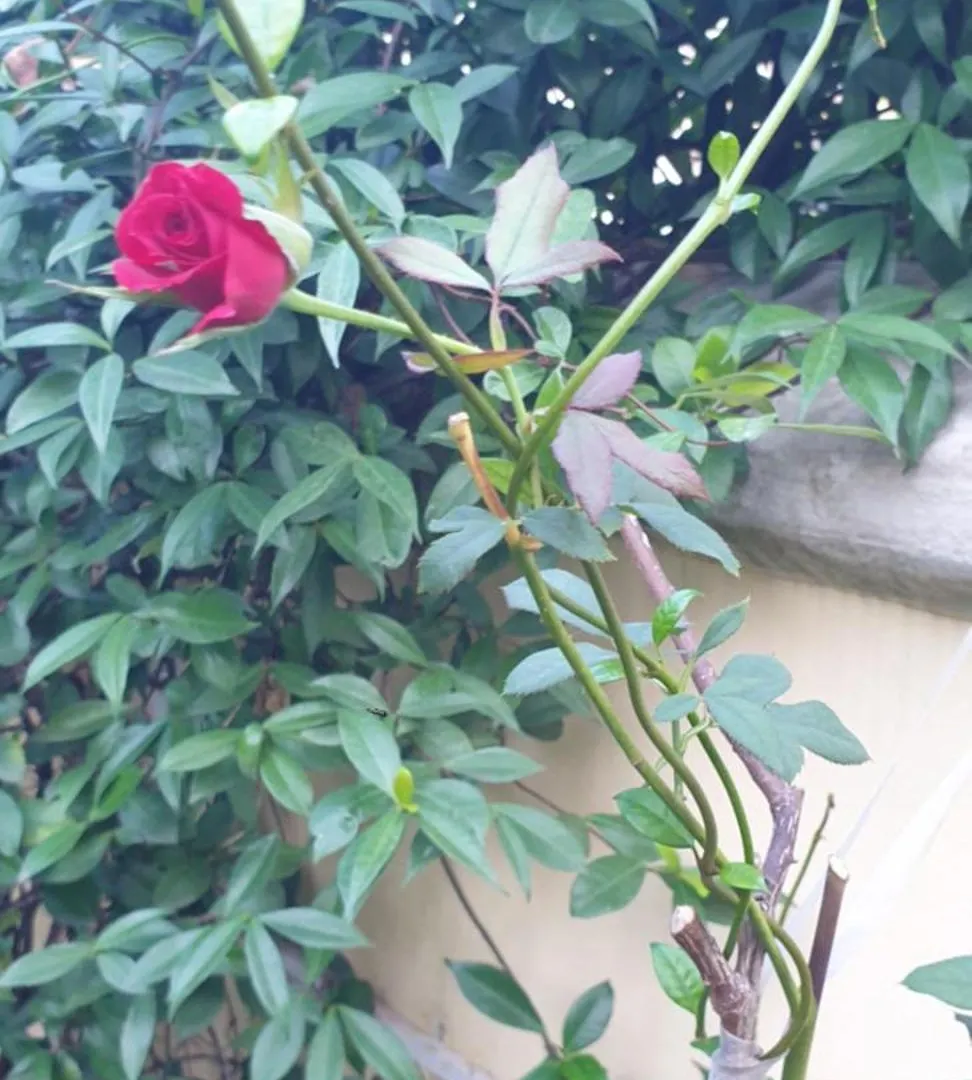 Relais Villa Montedonzelli Naples 2*,  Italie